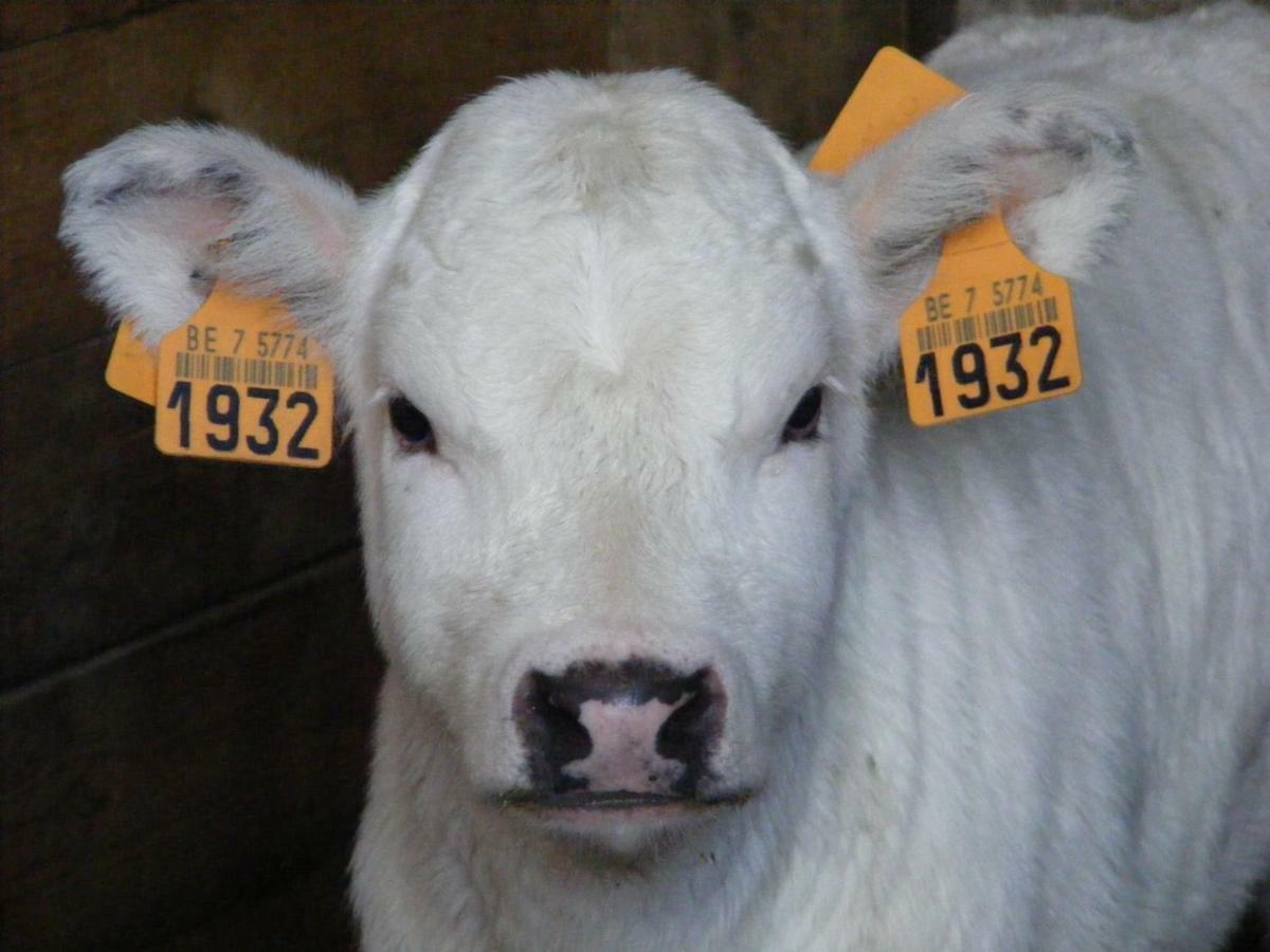 Ferme Hurlet Stavelot Dış mekan fotoğraf